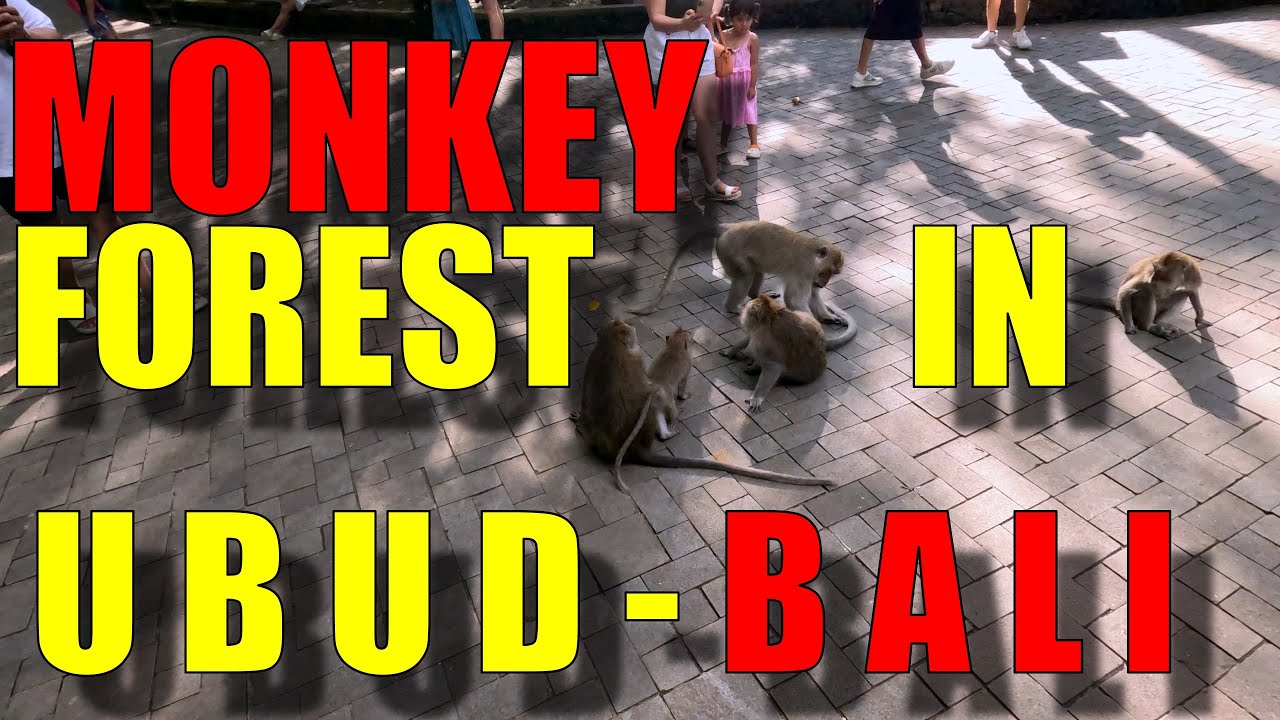 Visiting the Monkey Forest in Ubud - Bali 🇮🇩