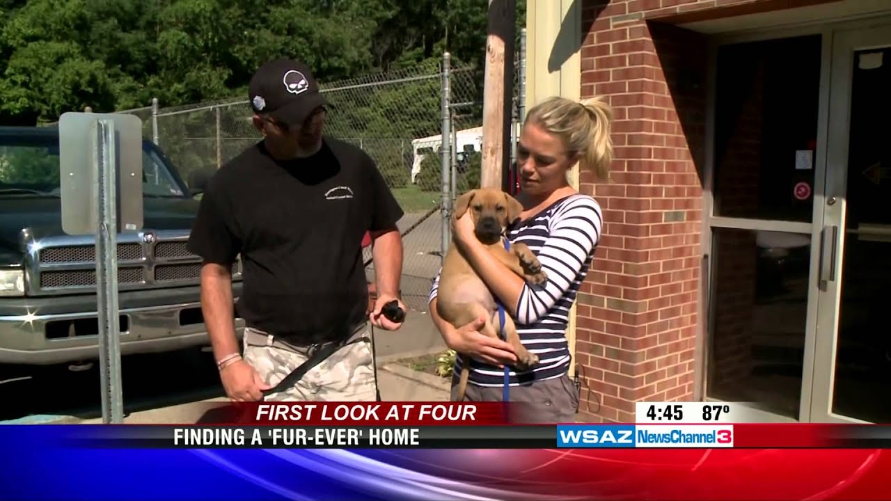 WSAZ First Look at Four: Otis the Dog Needs Home