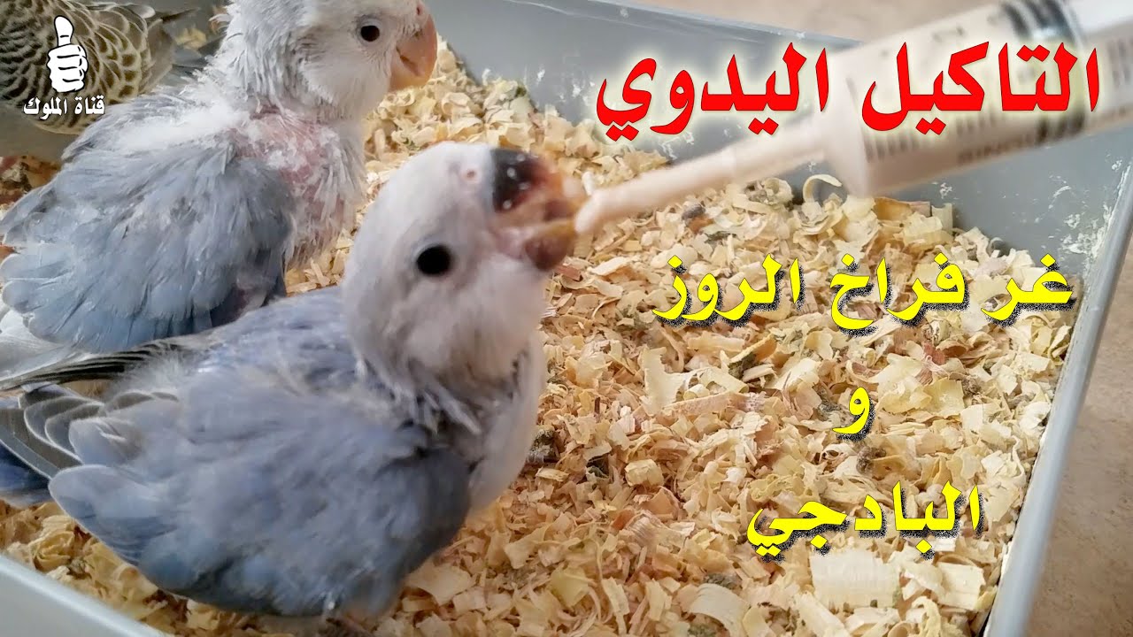 غر فروخ طيور الحب الروز التاكيل اليدوي الطريقة + عدد الوجبات في اليوم #قناة_الملوك