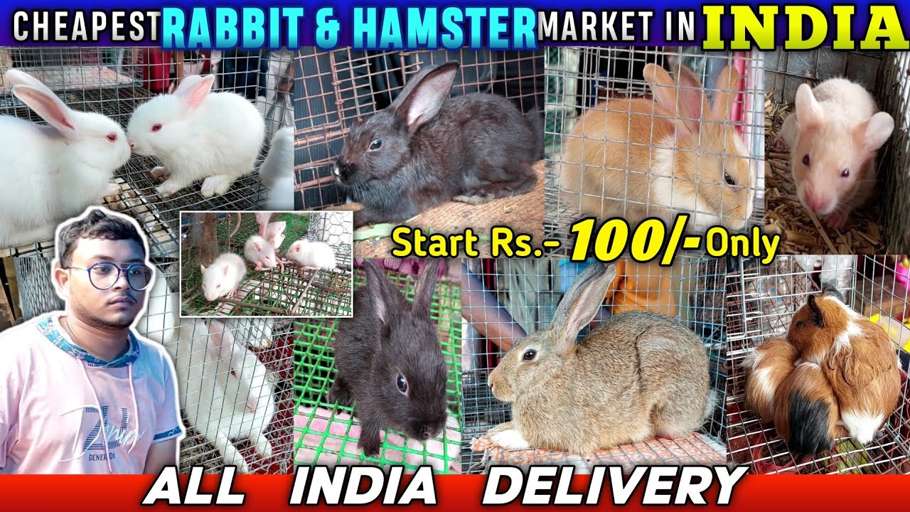 Cheapest Rabbit/Hamster & Guiniapig Market In INDIA| Belgian Black & White Bunny/White Mice For Sale