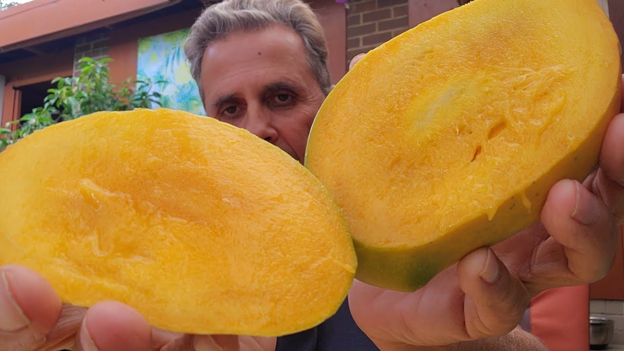 You WON'T BELIEVE This! My First Kensington Pride Mango Harvest in April!