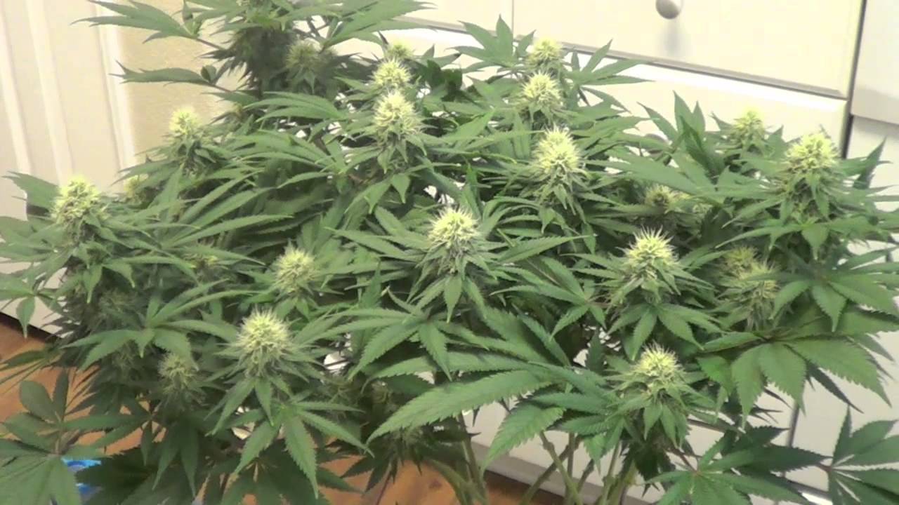 (5) DS-XML-350 LED Grow Light Review - www.AdvancedLEDLights.com -SUPERSOIL