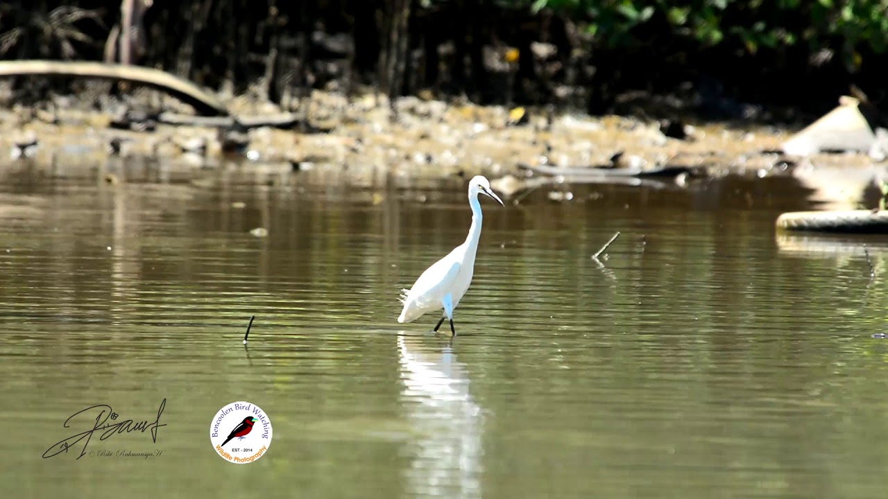 Kuntul Kecil : Little Egret (Egretta garzetta Linnaeus, 1766)
