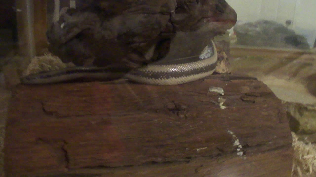 Snake not eating? Hears what to do