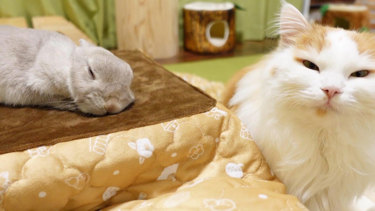 おこたで団らん中のうさぎとニャンコが癒しすぎる
