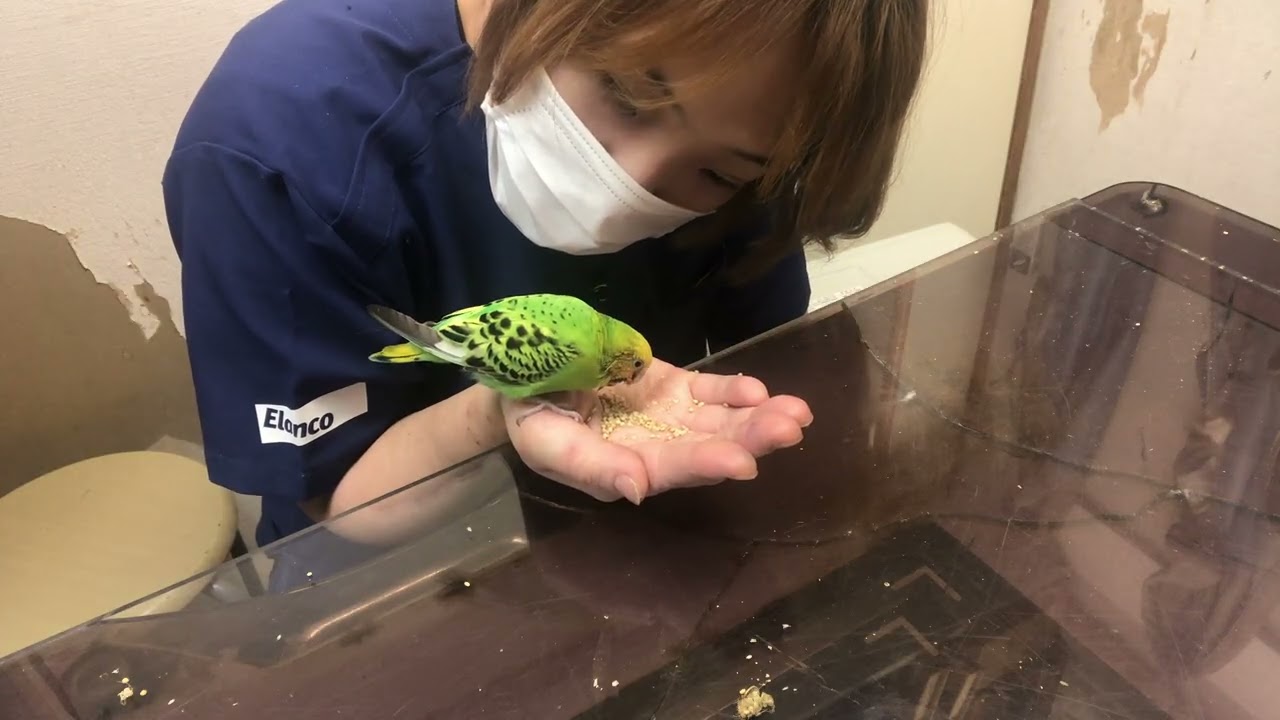 ⑷セキセイインコのピーちゃんの診察治療