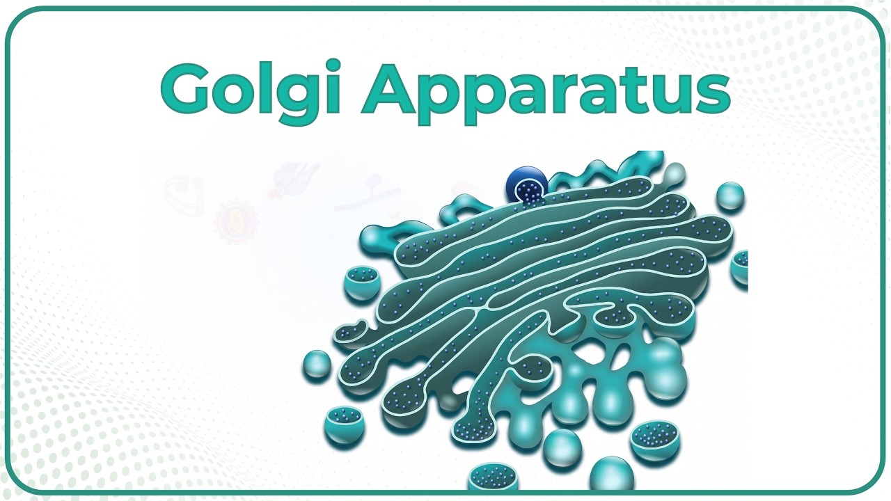 Golgi Apparatus Animation (Dictyosome) Structure and Function : Cell Physiology