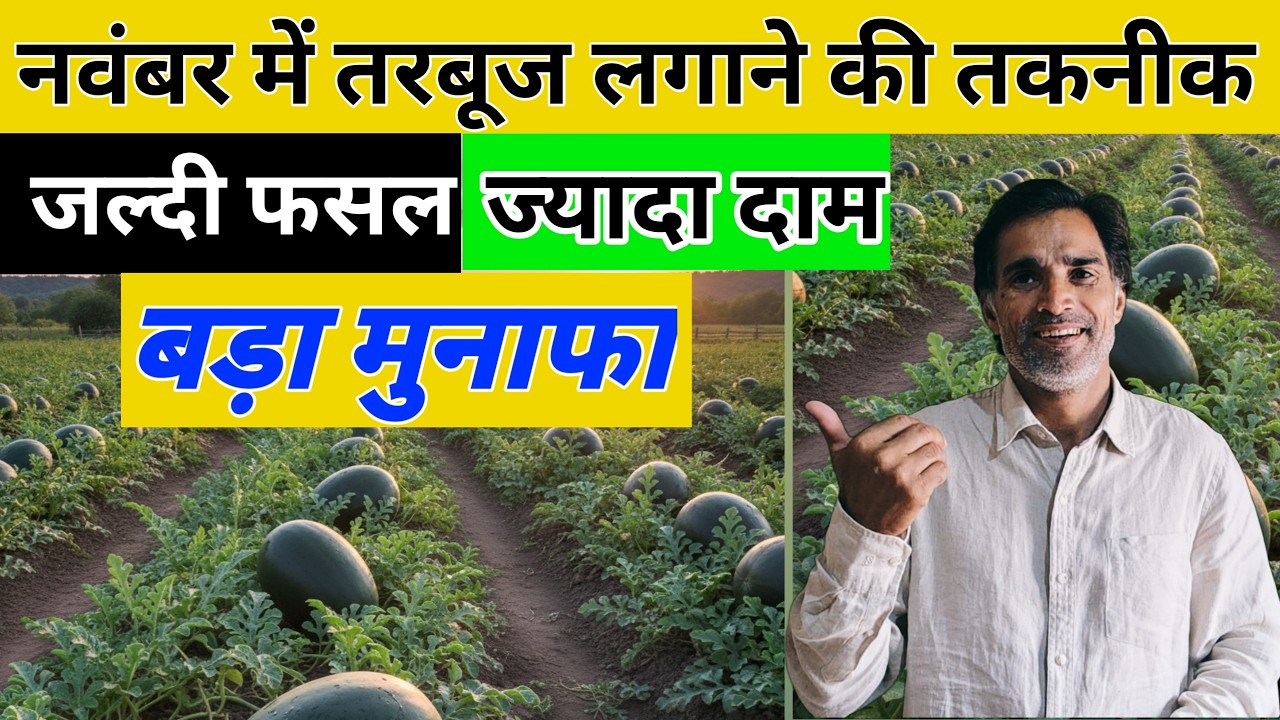 बड़ा धमाका 💥💣 कमाई का नवंबर में तरबूज बोने की तकनीक – जल्दी फसल, ज़्यादा दाम, ज़्यादा मुनाफा!