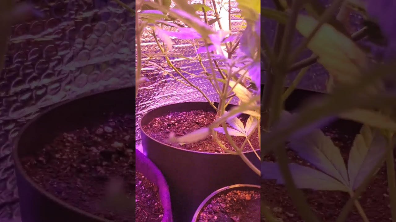 week 1 flower #marijuana #legalsmoke #followthegrow