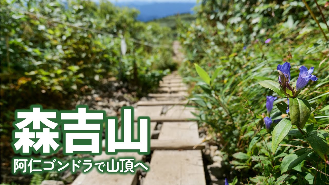 【秋田県北秋田市】花の百名山／森吉山をゴンドラ登山