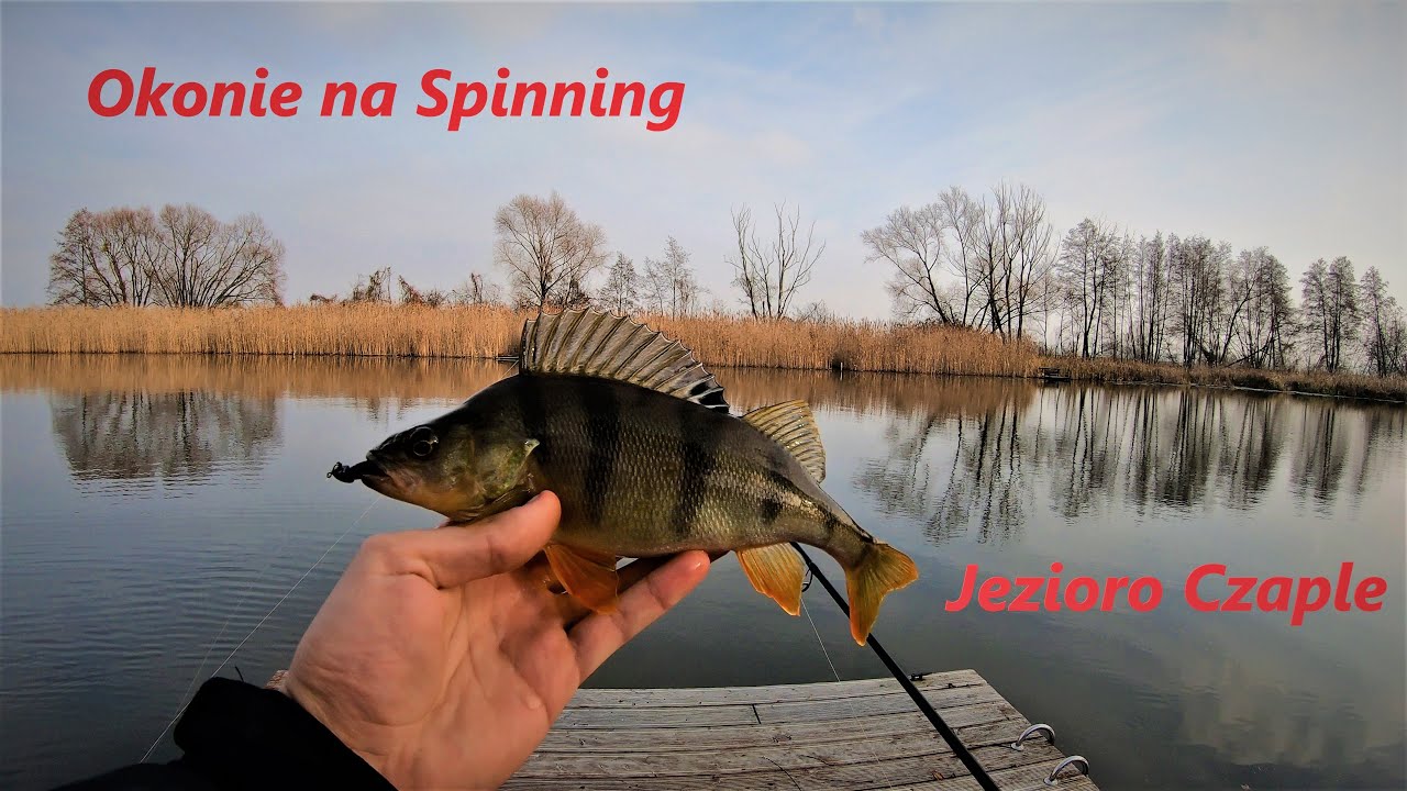 Okonie na Spinning z brzegu | Jezioro Czaple | Łowienie na Spinning | Wędkarstwo Spinningowe