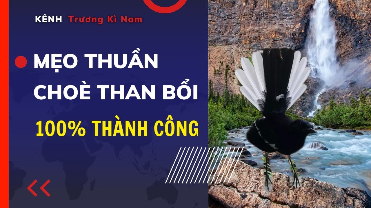 Cách Chăm Sóc Và Thuần Hóa Chòe Than Bổi Cho Người Mới Bắt Đầu