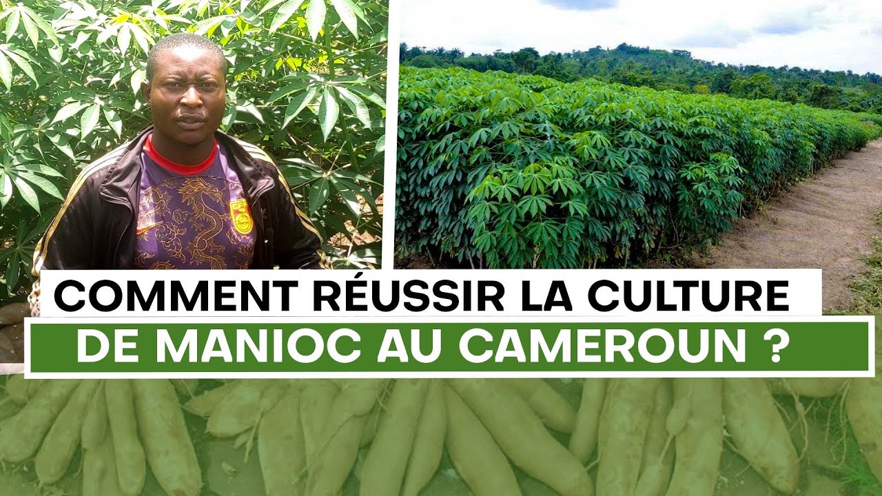 Comment Réussir la culture de Manioc au Cameroun  ?