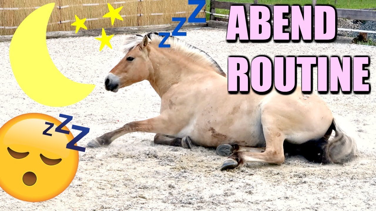 ABENDROUTINE AM PFERDESTALL I PFERD WASCHEN LONGIEREN F&Uuml;TTERN