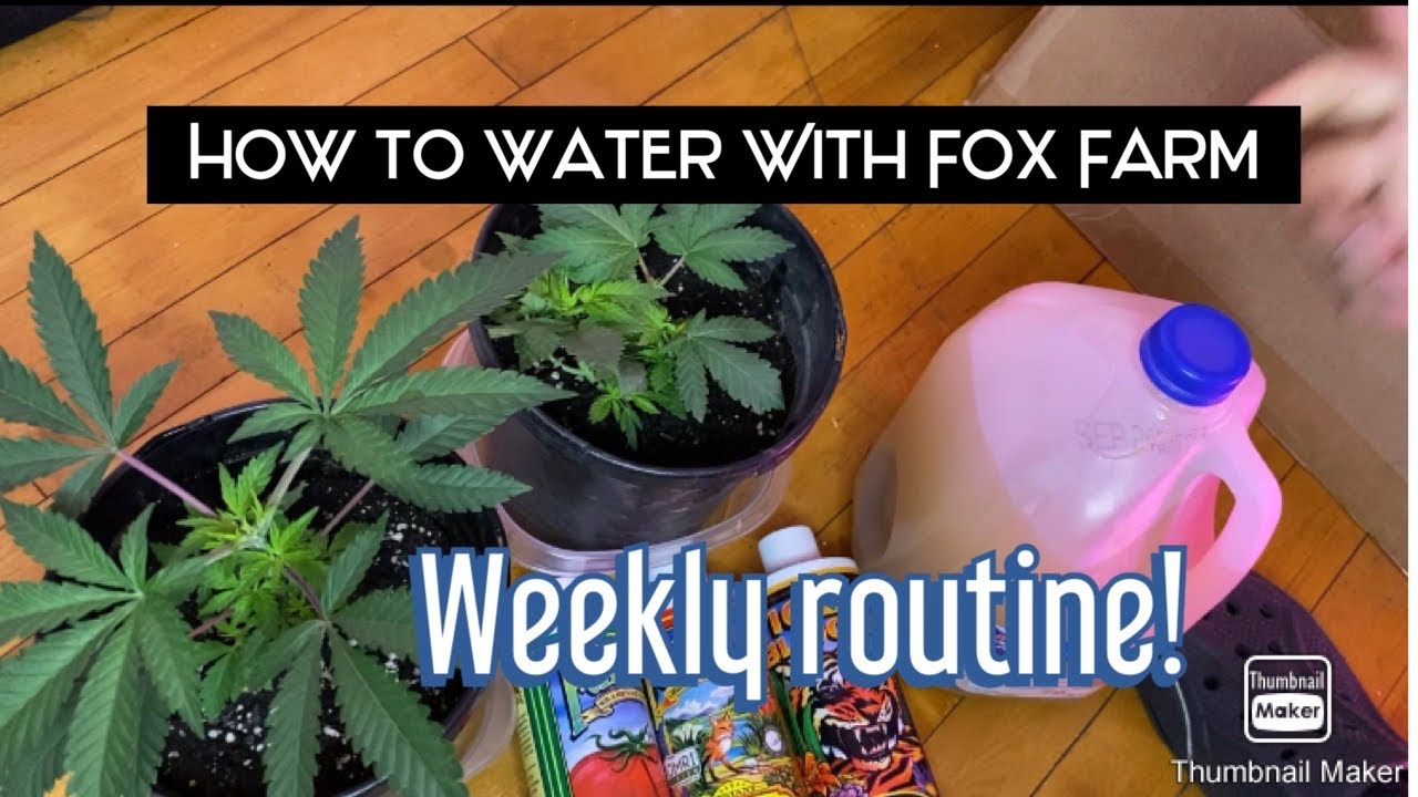 How To water Cannabis plants!Weekly with Fox farm Nutrients