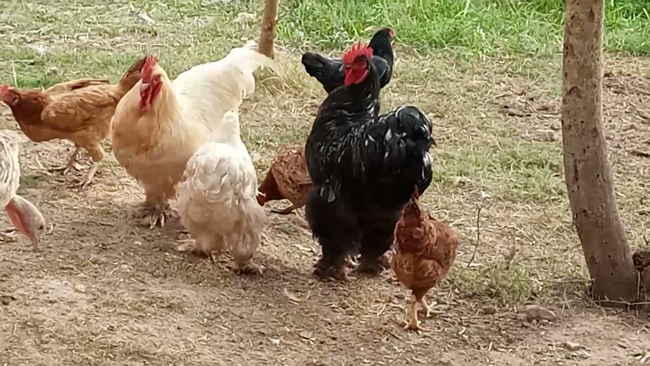 Biggest Fancy Hens Farm In Islamabad Pakistan | Facny Hens Farming Complete Information