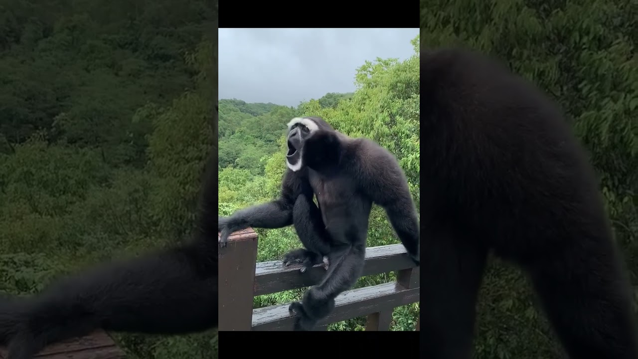 Sound of a Howler monkey.