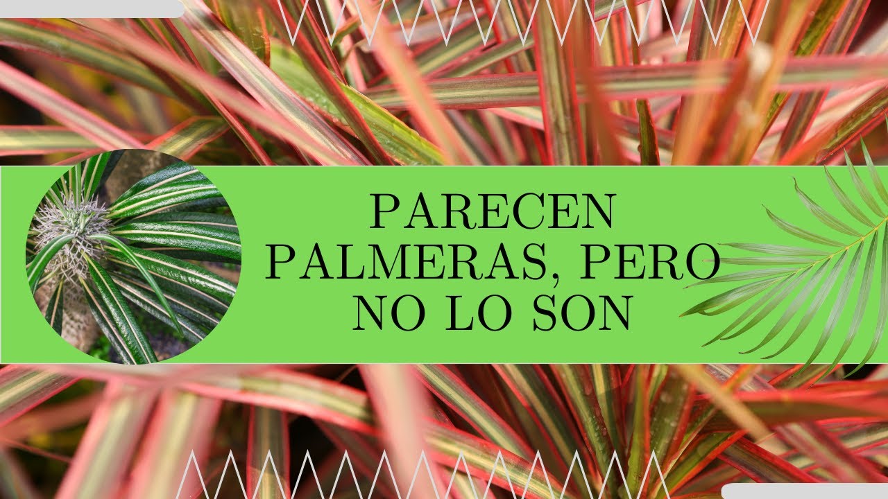 6 plantas que parecen palmeras pero no lo son