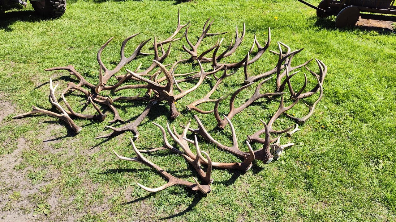 Deer Drops 2025 — итоги успешного сезона. #drops2025 #drops #deerdrops