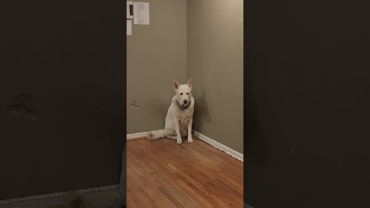 Wolfgang working 8-year-old polar on basic  obedience commands.