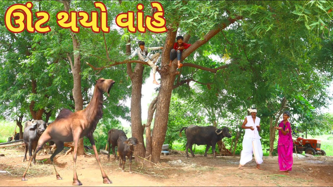 ઊંટ થયો ગાંડો || bebi khilone wale || Gujarati comedy || Full comedy video