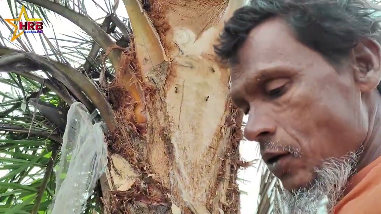 খেজুর রস সংগ্রহ 
