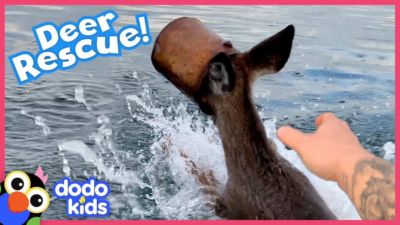 Deer Gets Her Head Stuck In A Bucket And Needs To Be Rescued Fast! | Rescued! | Dodo Kids