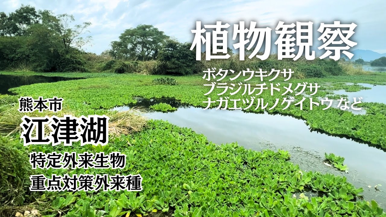 【植物観察】熊本市江津湖周辺の外来植物、特定外来生物、外来雑草 　ボタンウキクサ、ブラジルチドメグサ、ナガエヅルノゲイトウ等