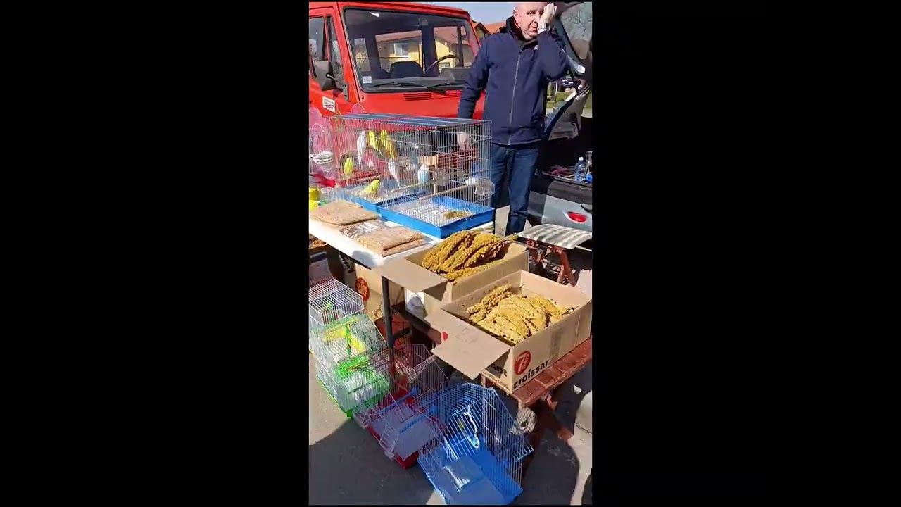“I Visited a Small Animal Market in Serbia… You Won’t Believe What I Saw! 🐦😲”#birds #canarybreeding 