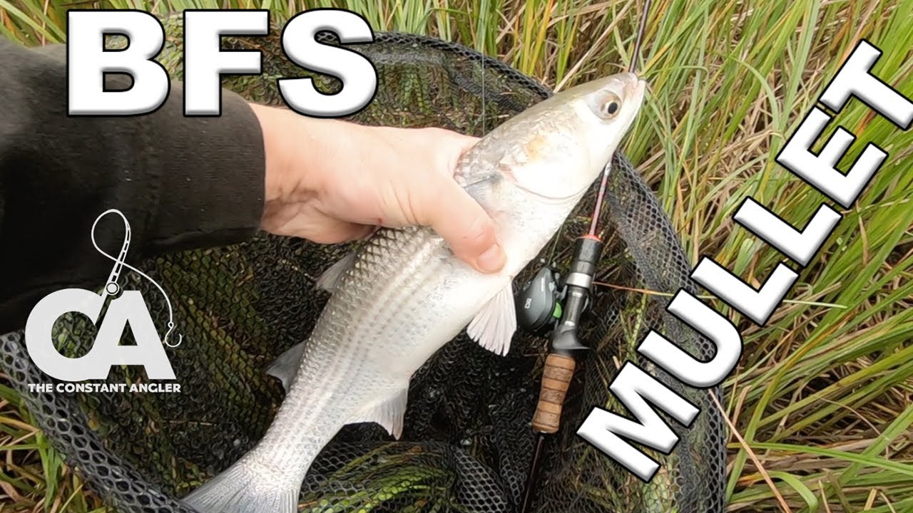 BFS - Catching Mullet on a baited Spinner with my BFS ... Bait Finesse System setup.