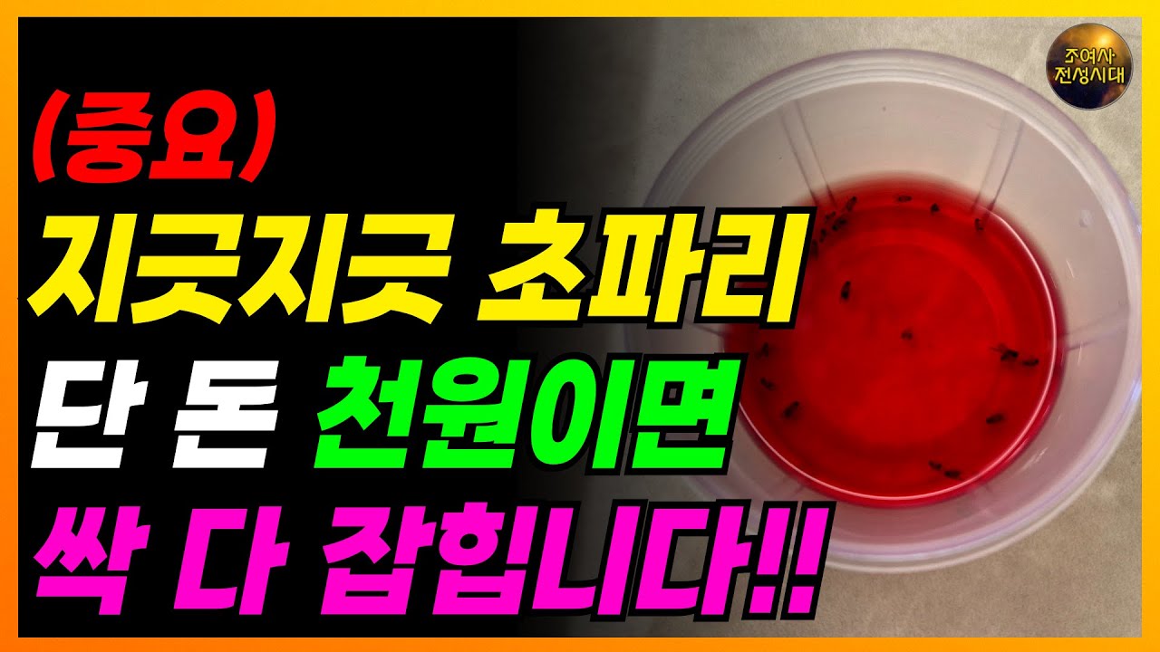 초파리 순식간에 사라집니다!! 보이는 즉시 다 죽어요!! (조여사 사용 후기)