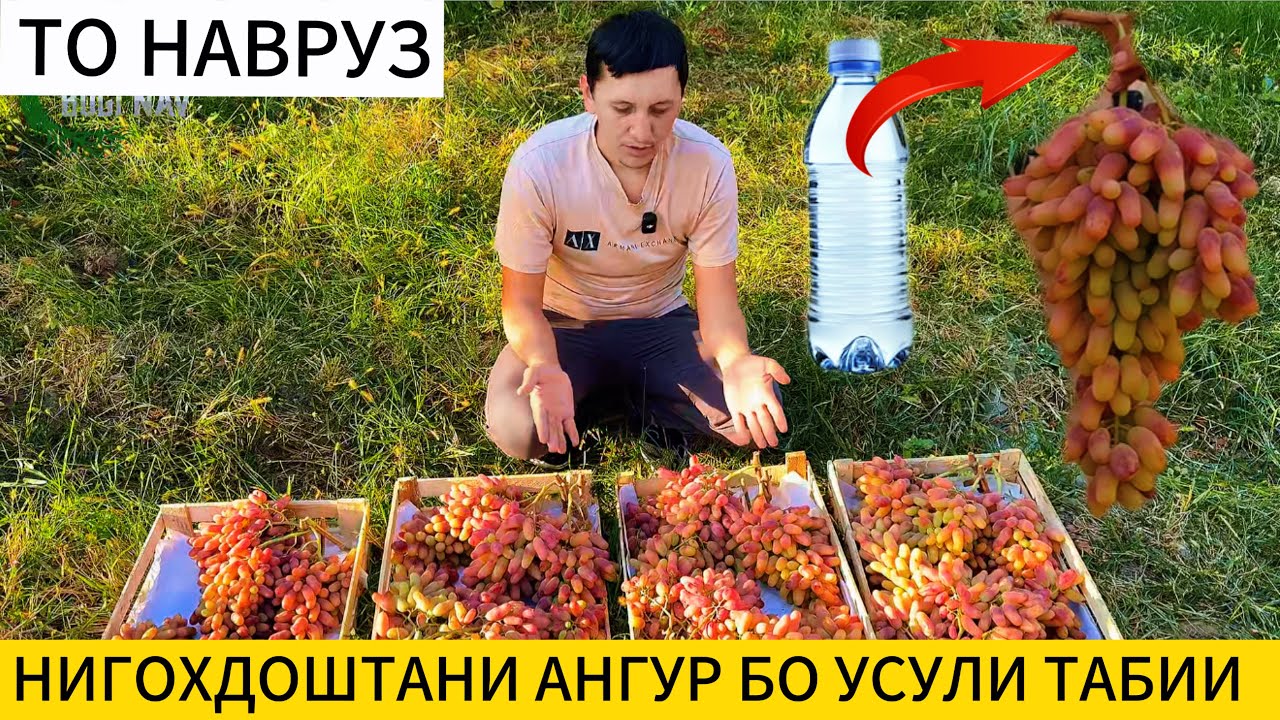 Нигохдоштани ангур ин корро хама хам ёд намедихад