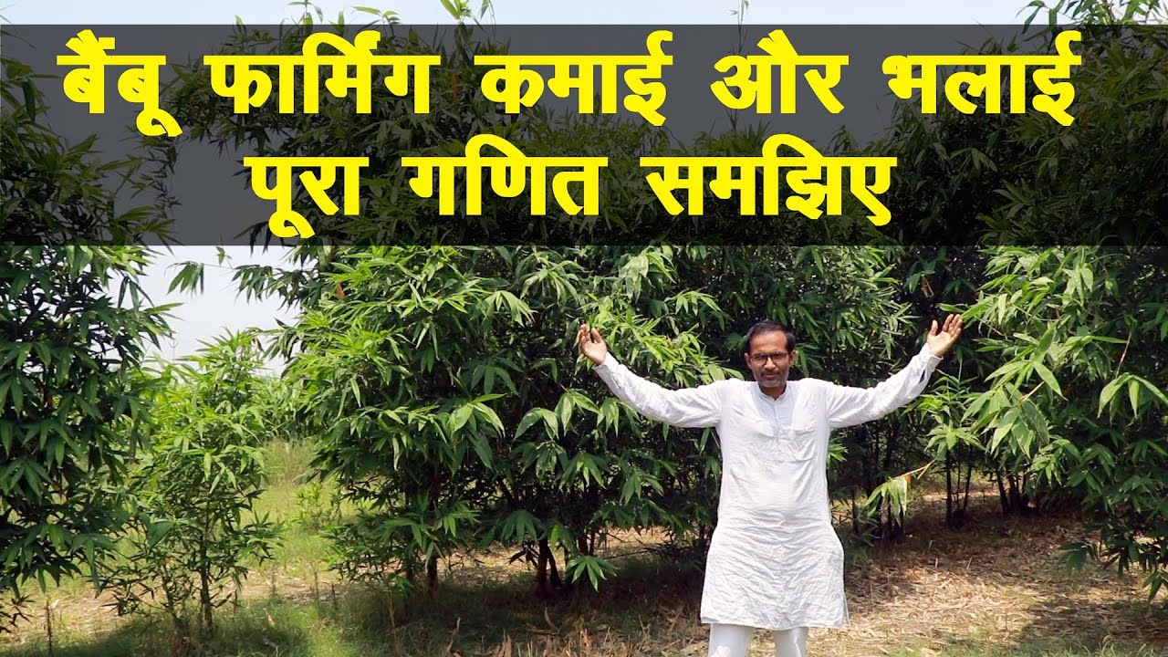 बैंबू फार्मिंग, गजब कमाई, पूरा गणित समझिए || Natural Farming || Technical Farming ||