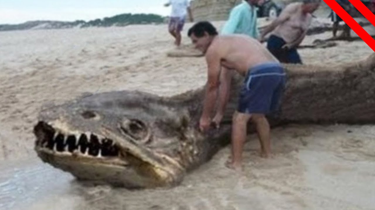 Mysterious & Unidentified Creatures Found Around The World