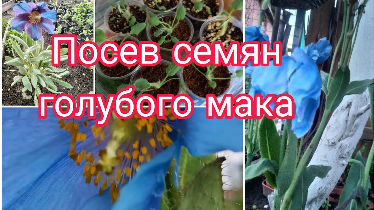 ПОСЕВ СЕМЯН ГОЛУБОГО МАКА .