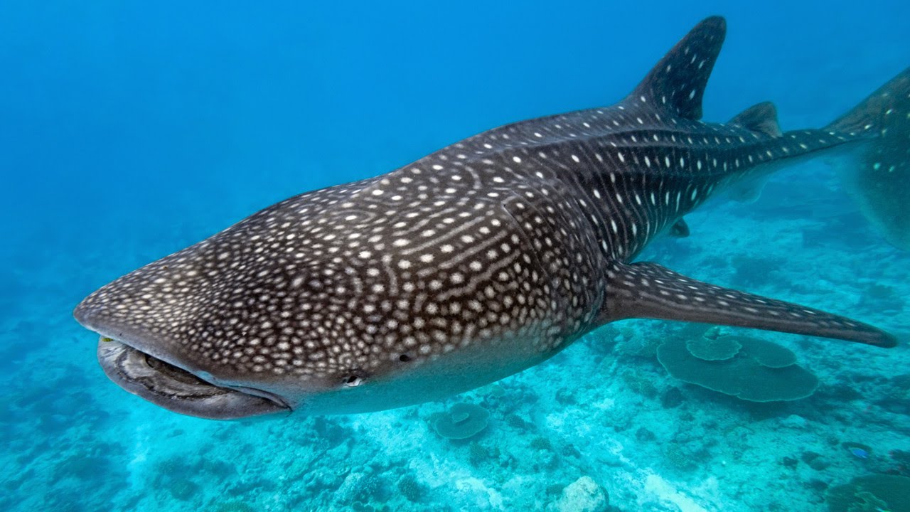 El Tiburón Ballena - Características, alimentación - TODO sobre la Ballena