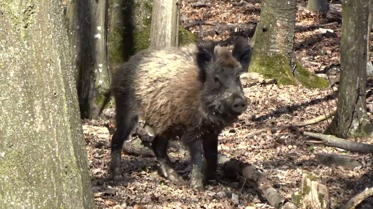 Wildschweine mit Frischlingen (1)