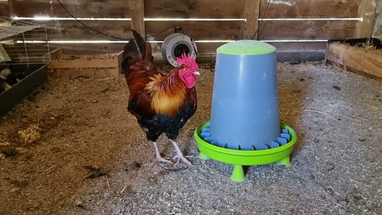 Coq marans froment et sa poule.