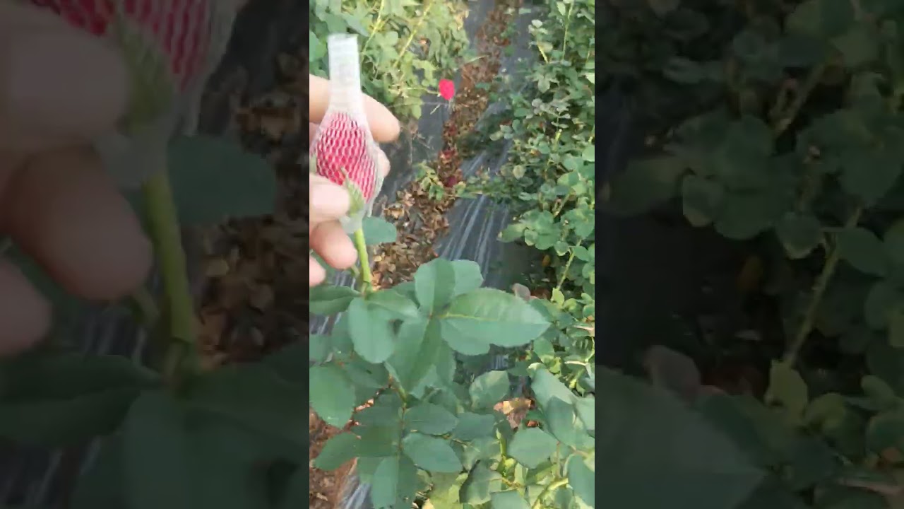 open field dutch rose production