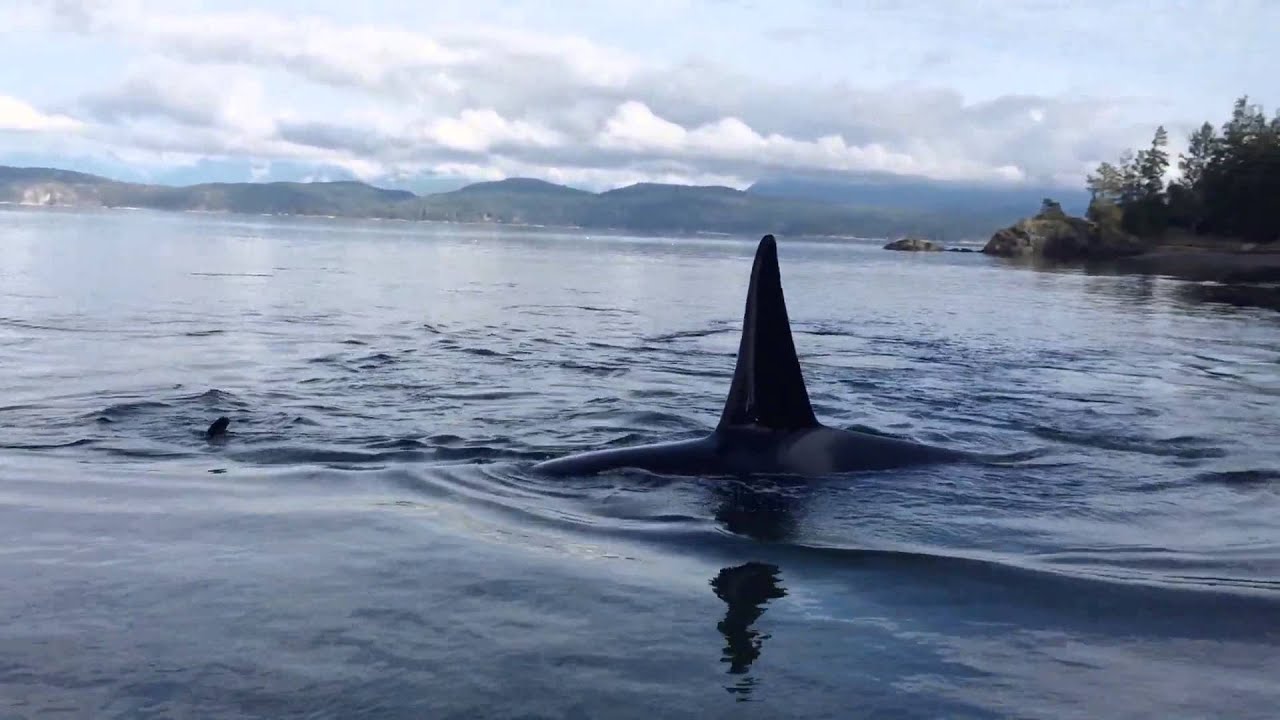 Orcas on the beach