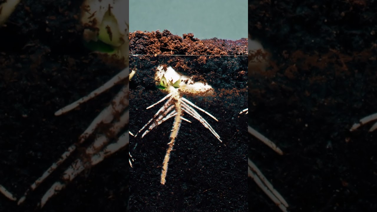 Time Lapse semente germinando