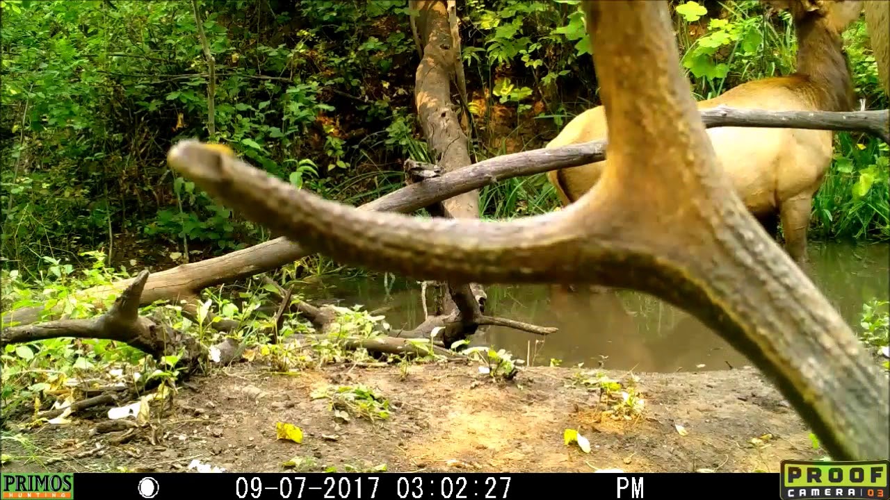 elk bull and pee 7Sep2017