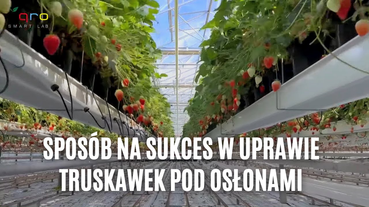 Sposób na sukces w uprawie truskawek pod osłonami
