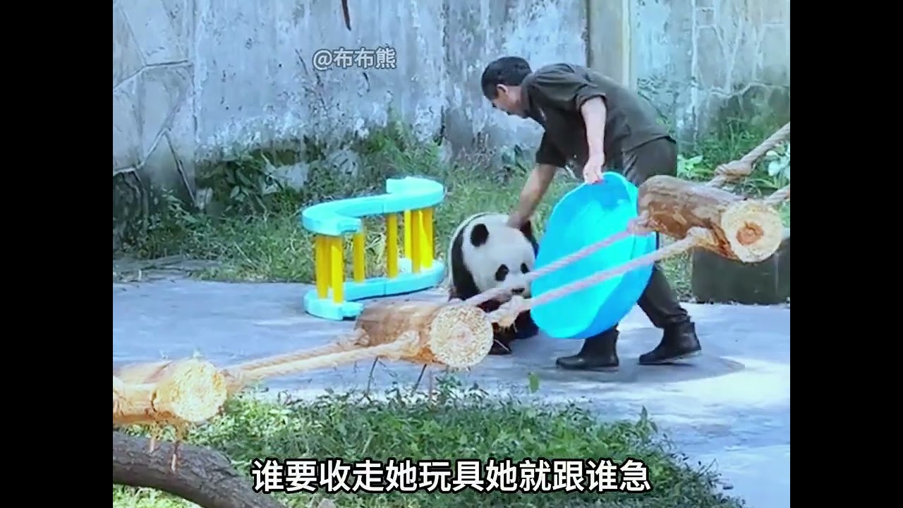 真的有智商超群颜值并存的大熊猫吗 有她就是大熊猫渝爱#大熊猫渝爱 #神奇动物在这里 #国宝大熊猫 #大熊猫