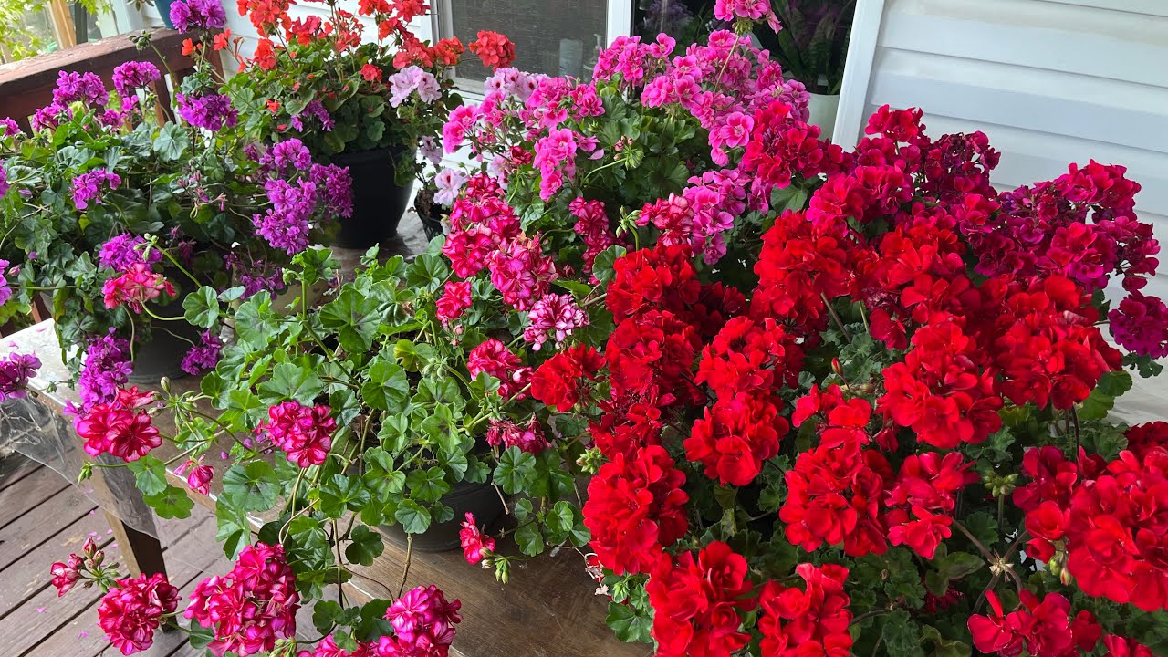 Fertilizante que uso para tener mucha floración.