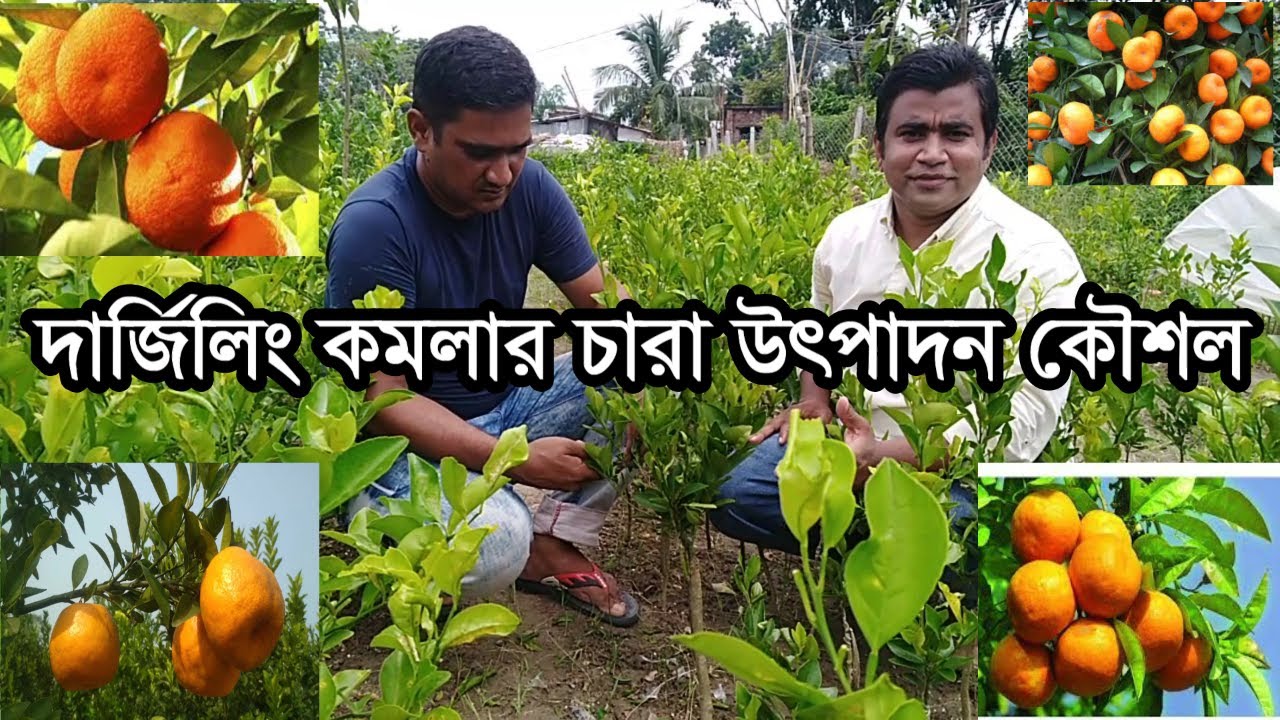 দার্জিলিং কমলার চারা উৎপাদন কৌশল। ভালো মানের দার্জিলিং কমলার চারা কোথায় পাবেন। দাম কত?