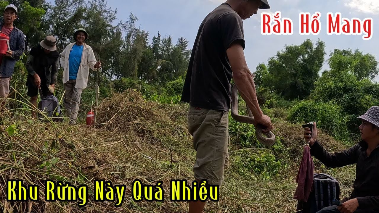 Quá Nhiều Rắn Hổ Mang Trong Khu Rừng Này | Đam Mê Săn Bắt