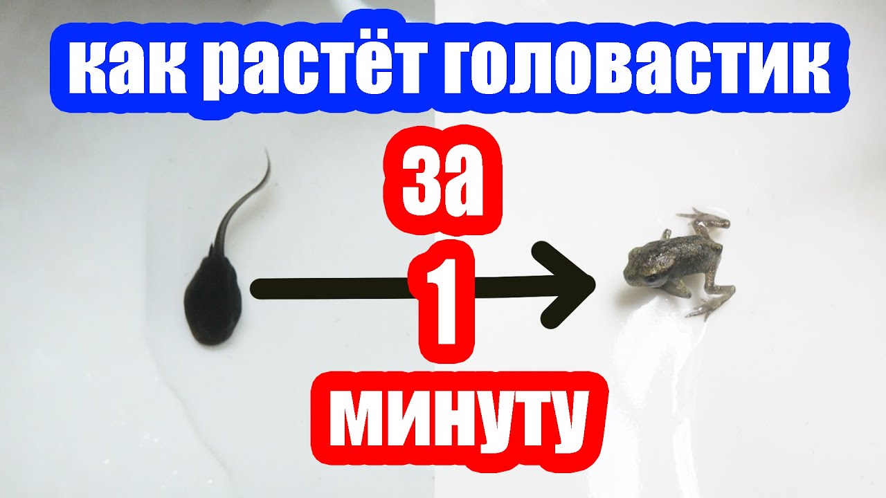 ДЕТЯМ ПОКАЖИ Как растет головастик в лягушку за 1 минуту | метаморфоза головастика чудо природы