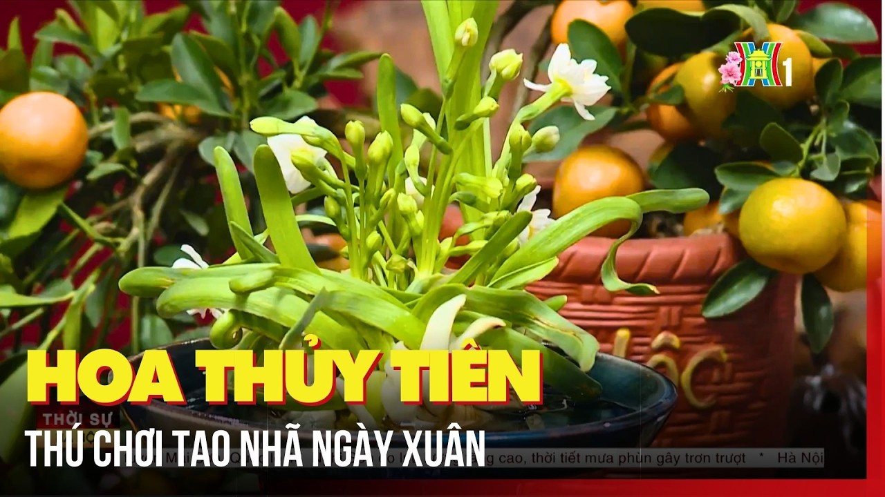 Hoa thủy tiên - thú chơi tao nhã ngày xuân