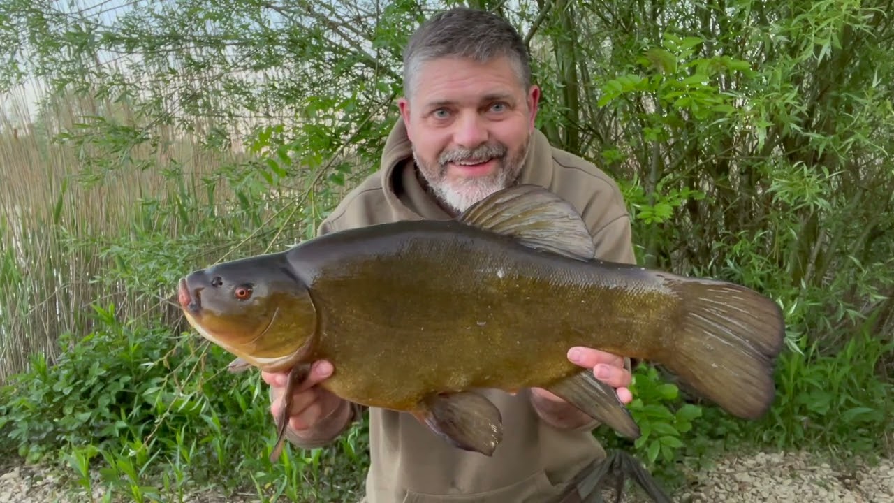 Three Carp To Every Tench - The Sad Story Of My Tench Fishing Season